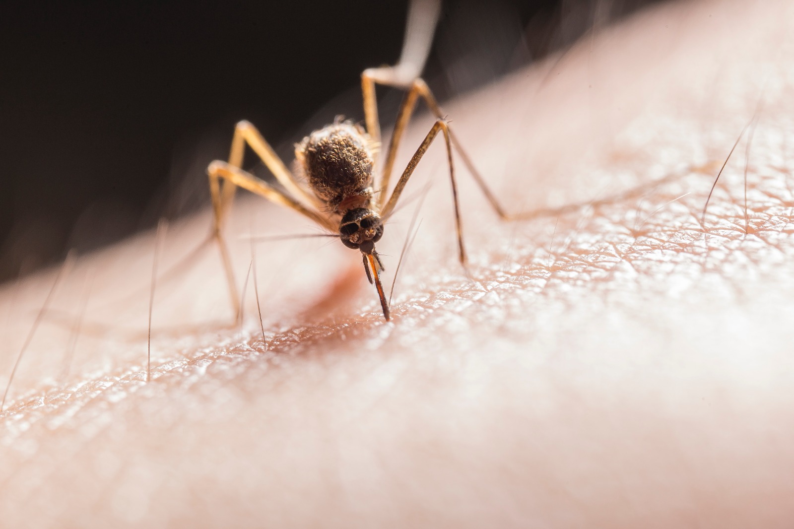 Sivrisineklerden Kurtulmanın Kolay Yolları