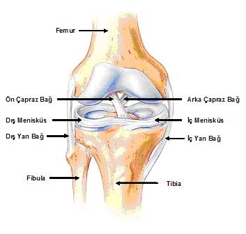 İç Yan Bağ Yaralanması