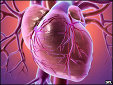 Kalp Hücreleri Yaşam Boyu Yenileniyor