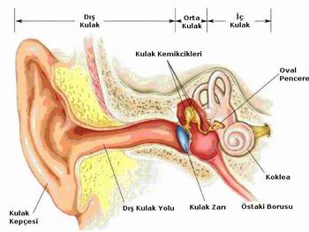 Kulak Çınlaması: Tinitus